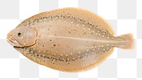 PNG  Sole - Flatfish animal white background wildlife. AI generated Image by rawpixel.