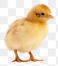 PNG  Baby chick poultry animal bird