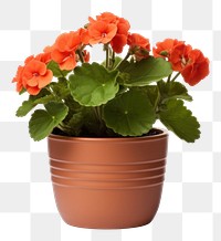 PNG  Flower pot plant vase white background. AI generated Image by rawpixel.