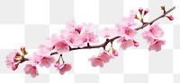 PNG  Sakura branch blossom flower plant. AI generated Image by rawpixel.
