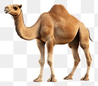 Camel mammal animal white background