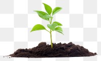 PNG  Green plant soil sprout leaf. AI generated Image by rawpixel.