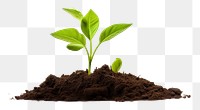 PNG  Green plant soil sprout leaf. AI generated Image by rawpixel.