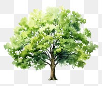 PNG Forest tree plant white background. AI generated Image by rawpixel.
