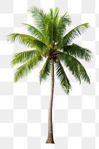 PNG  Coconut tree plant white background tranquility