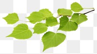 PNG Greem birch leaves plant green herbs. 