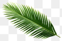 PNG  Leaf tree plant white background. AI generated Image by rawpixel.