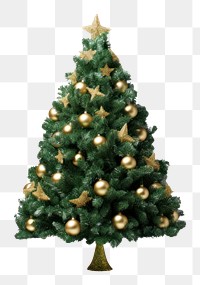 PNG Christmas tree plant pine white background