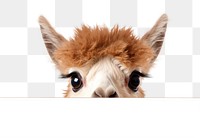 PNG Alpaca peeking mammal animal. 