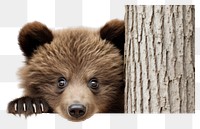 PNG Wildlife mammal animal bear. AI generated Image by rawpixel.