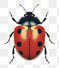 PNG Insect animal invertebrate wildlife. AI generated Image by rawpixel.