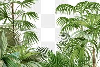 PNG Vintage jungle border, transparent background