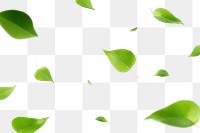PNG Falling green leaf effect, transparent background