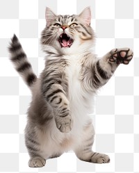 PNG Happy smiling dancing cat mammal animal kitten