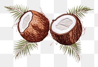 PNG Coconut plant produce sketch. 