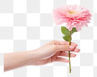 PNG  Valentines flower holding petal. AI generated Image by rawpixel.