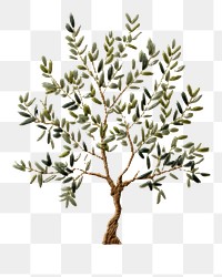 PNG Tree drawing sketch plant