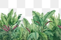 PNG Banana leaf plant backgrounds outdoors. 