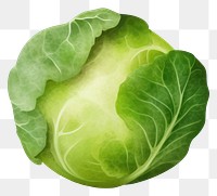 PNG  Brussels Sprout vegetable cabbage plant. AI generated Image by rawpixel.