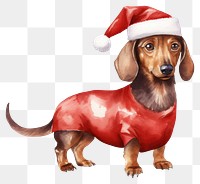 PNG Dachshund wearing red sweater christmas mammal animal. AI generated Image by rawpixel.