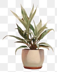 PNG Beautiful houseplant painting flowerpot blossom. 