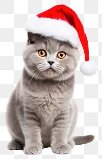 PNG Cute grey cat wearing santa hat mammal animal kitten. 