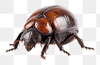 PNG Animal insect invertebrate wildlife. AI generated Image by rawpixel.