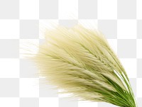 PNG  Feather Reed grass plant reed white background. AI generated Image by rawpixel.