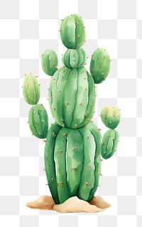 PNG Cactus in desert plant green white background. 
