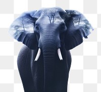 PNG An elephant with forest wildlife outdoors portrait. AI generated Image by rawpixel.
