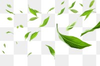 PNG  Green tea leaves flying in the air backgrounds plant green