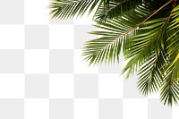 PNG  Palm tree frame backgrounds outdoors nature. AI generated Image by rawpixel.