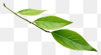 PNG Tea leaf plant annonaceae freshness. AI generated Image by rawpixel.