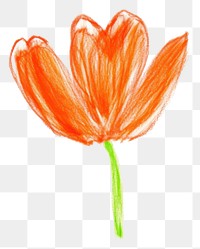 PNG  Tulip drawing flower petal