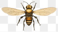 PNG Bee bee drawing insect