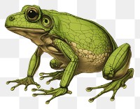 PNG Frog frog amphibian wildlife. AI generated Image by rawpixel.