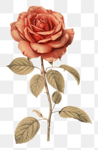 PNG Rose drawing flower sketch