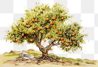 PNG Orange tree painting plant fruit. AI generated Image by rawpixel.