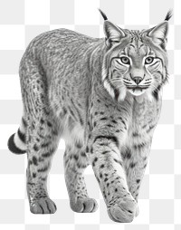 PNG  Lynx wildlife animal mammal. AI generated Image by rawpixel.