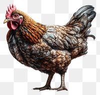 PNG Chicken chicken poultry animal. AI generated Image by rawpixel.