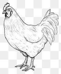 PNG Chicken chicken drawing poultry. 