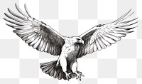 PNG Eagle drawing animal flying. 