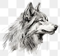 PNG Wolf drawing sketch wolf. AI generated Image by rawpixel.