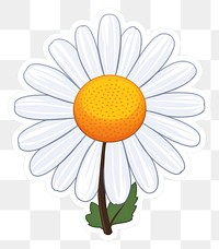 PNG Daisy flower plant white inflorescence. AI generated Image by rawpixel.