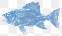 PNG Fish fish animal blue. AI generated Image by rawpixel.