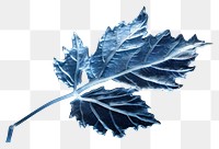 PNG Leaf frost leaf nature. AI generated Image by rawpixel.