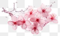 PNG Sakura blossom flower plant. AI generated Image by rawpixel.