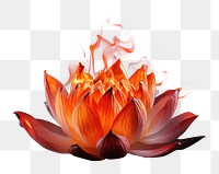 PNG Lotus fire burning flower. AI generated Image by rawpixel.