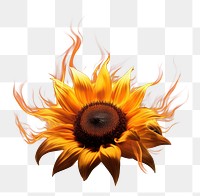 PNG Sunflower sunflower fire burning. AI generated Image by rawpixel.