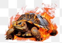 PNG fiery turtle dynamic graphic